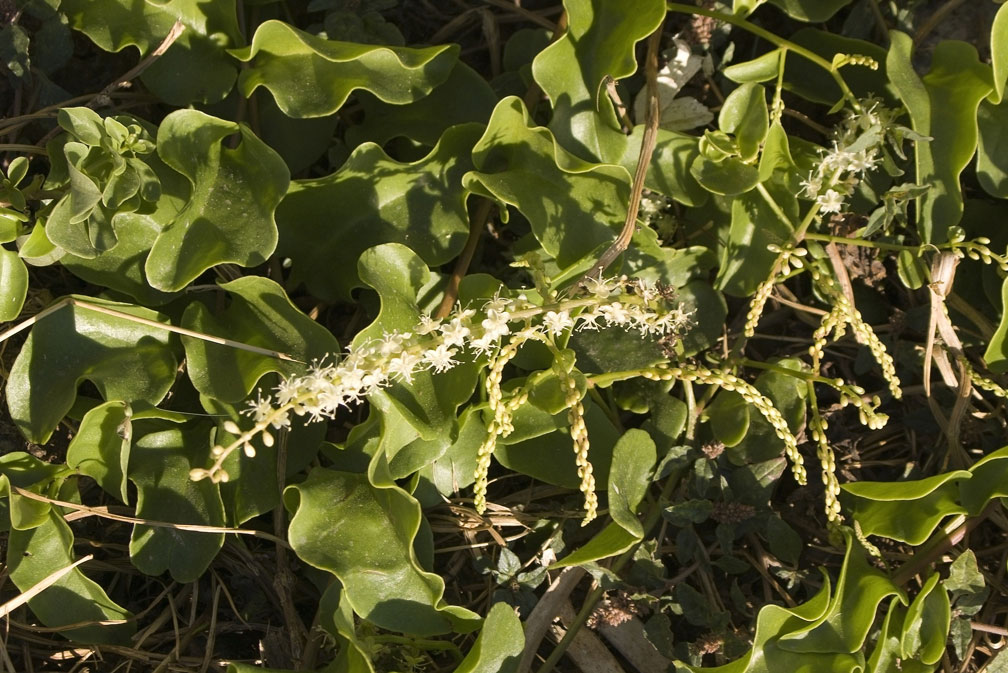 Periploca graeca e Anredera cordifolia